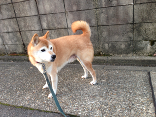 犬の鳴き声と二世帯住宅 タマホームでマイホーム